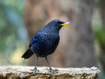 Blue whistling thrush