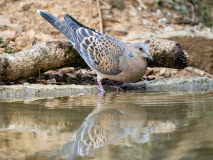 Oriental turtle dove