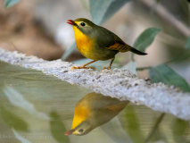 Red-billed leiothrix