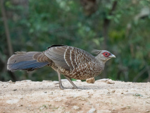 Kalij pheasant