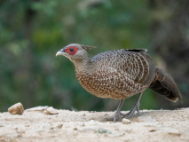 Kalij pheasant