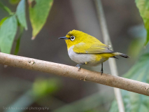 Oriental white-eye