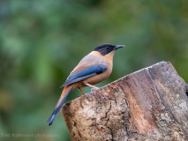 Rufous sibia