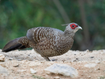 Kalij pheasant