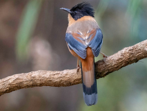 Rufous sibia