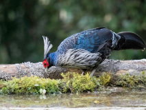 Kalij pheasant