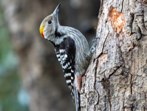 Yellow-crowned woodpecker