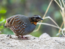 Rufous-throated partridge