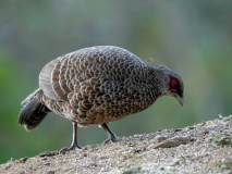 Kalij pheasant