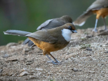 White-throated laughingthrush