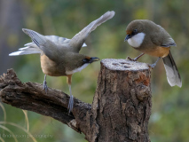 White-throated laughingthrush