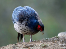 Kalij pheasant