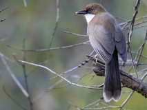 White-throated laughingthrush