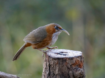 Rusty-cheeked scimitar-babbler
