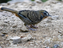 Rufous-chinned laughingthrush