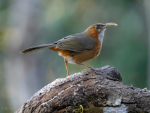 Rusty-cheeked scimitar-babbler