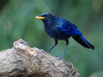 Blue whistling thrush