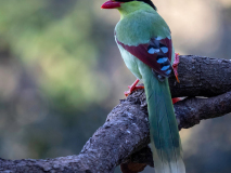 Common green magpie