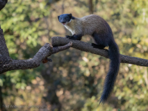 Yellow-throated marten