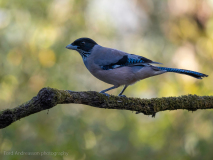 Black-headed jay