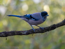 Black-headed jay