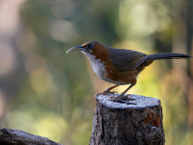 Rusty-cheeked scimitar-babbler