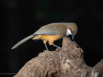 White-throated laughingthrush