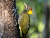 Lesser yellownape