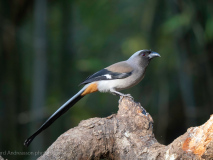 Grey treepie