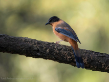 Rufous sibia