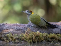 Grey-headed woodpecker