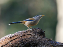 Blue-winged minla