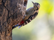 Fulvous-breasted woodpecker