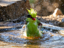Common green magpie