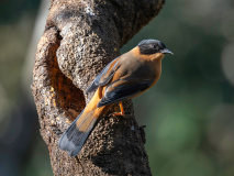 Rufous sibia
