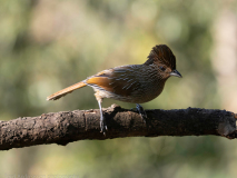 Striated laughingthrush