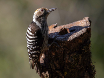 Brown-fronted woodpecker