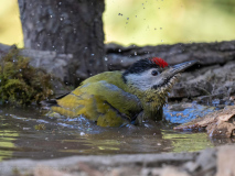 Grey-headed woodpecker