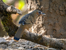 Rufous-chinned laughingthrush