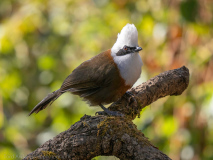 White-crested laughingthrush