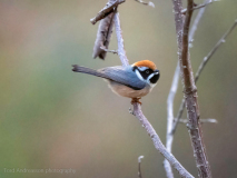 Black-throated tit