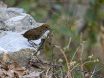 Scaly-breasted cupwing