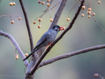 Black bulbul