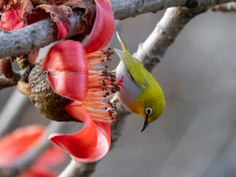 Oriental white-eye