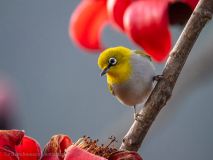Oriental white-eye