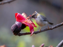 Whiskered yuhina