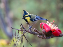 Himalayan black-lored tit
