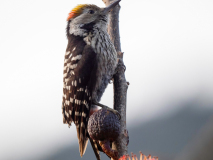 Brown-fronted woodpecker