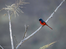 Long-tailed minivet