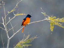 Scarlet minivet